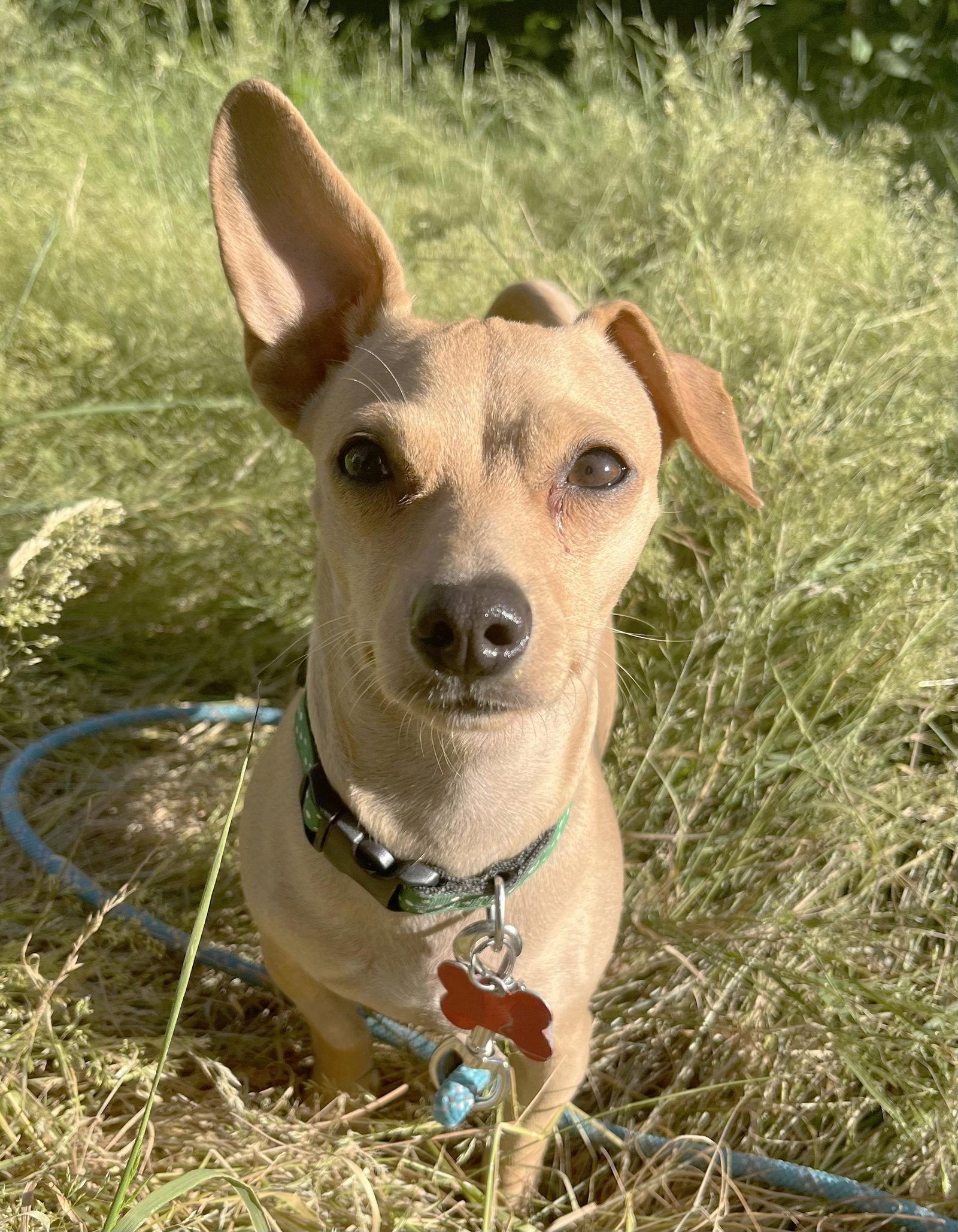 Enlarge Chromia, a Adoptable mixed breed in Portland, OR image 2/3