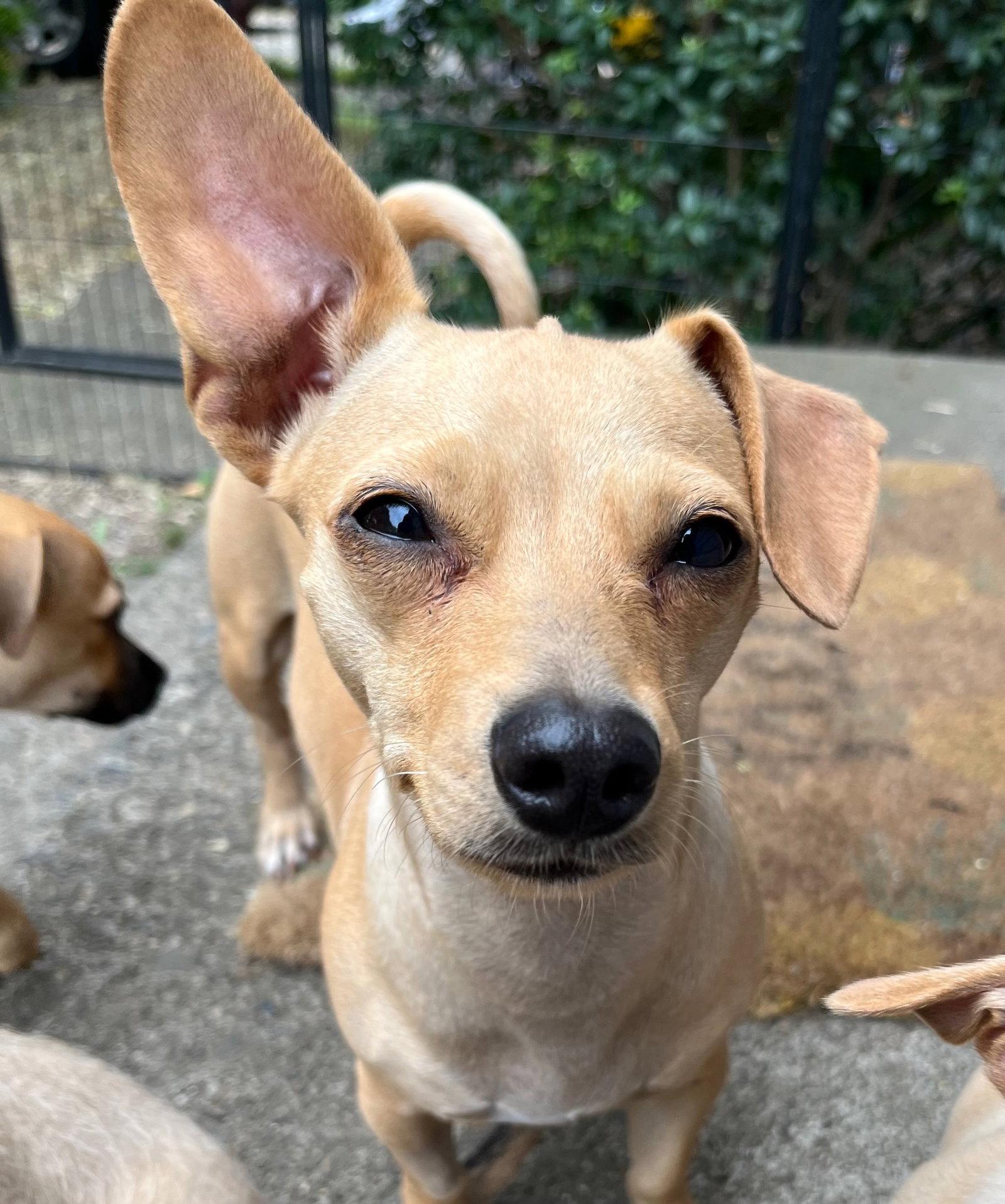 Enlarge Chromia, a Adoptable mixed breed in Portland, OR image 3/3
