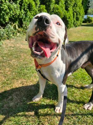 Casper, Adoptable, Adult Male American Bulldog.