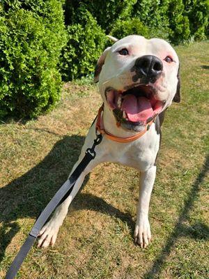 Casper, a Adoptable mixed breed in Williamsport, PA image 2/3