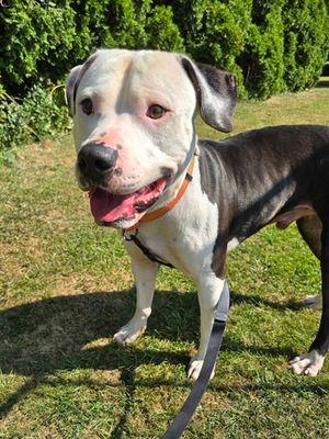 Casper, a Adoptable mixed breed in Williamsport, PA image 3/3