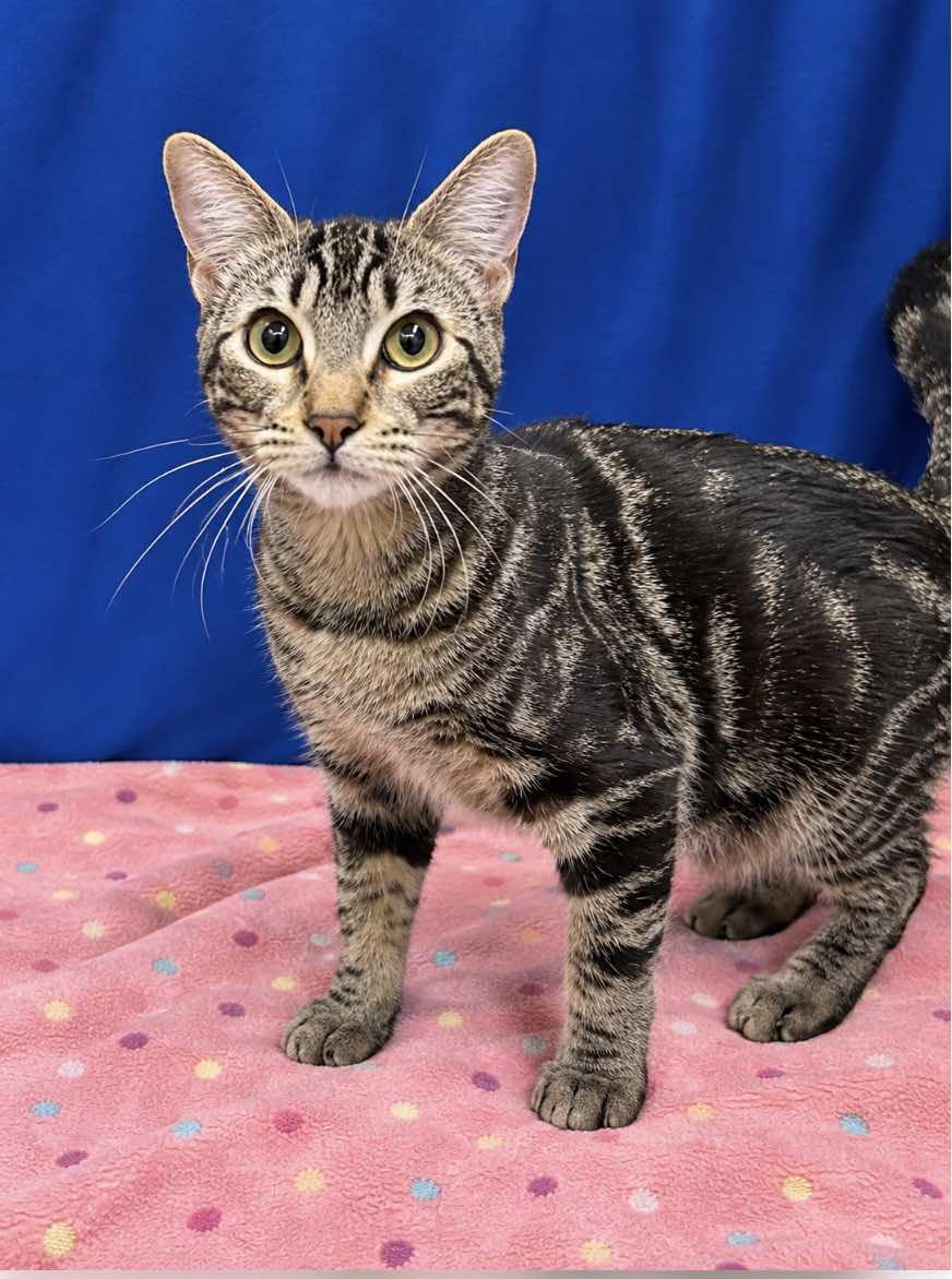 Enlarge Athena - Sister of Thea, a Adoptable Tabby in Houston, TX image 1/4