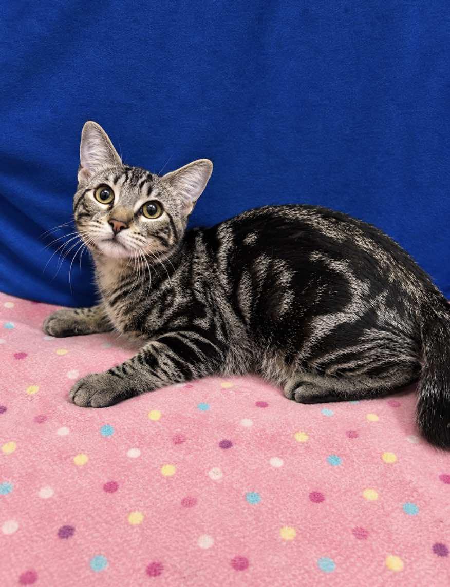 Enlarge Athena - Sister of Thea, a Adoptable Tabby in Houston, TX image 4/4