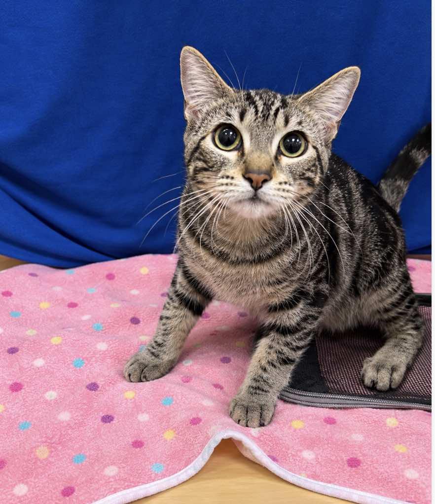 Enlarge Athena - Sister of Thea, a Adoptable Tabby in Houston, TX image 2/4