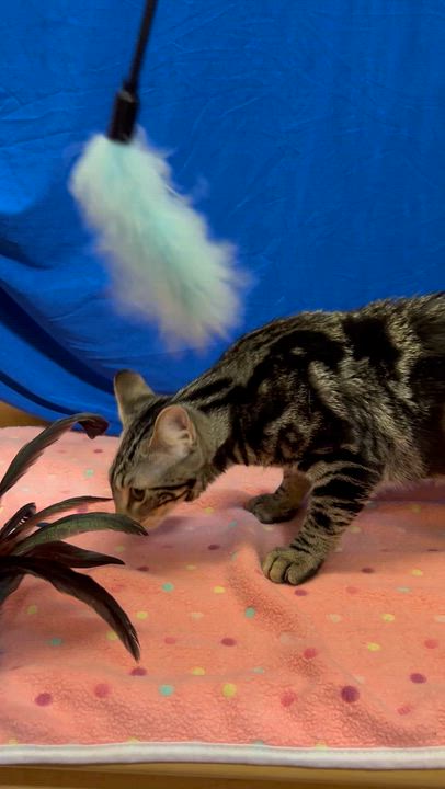 Enlarge Athena - Sister of Thea, a Adoptable Tabby in Houston, TX video 3/4