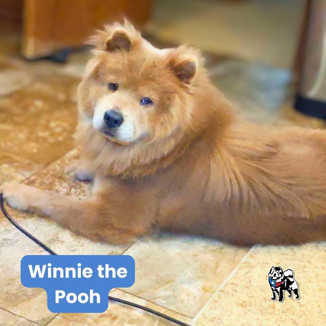 Winnie the Pooh, Adoptable, Adult Male Chow Chow.