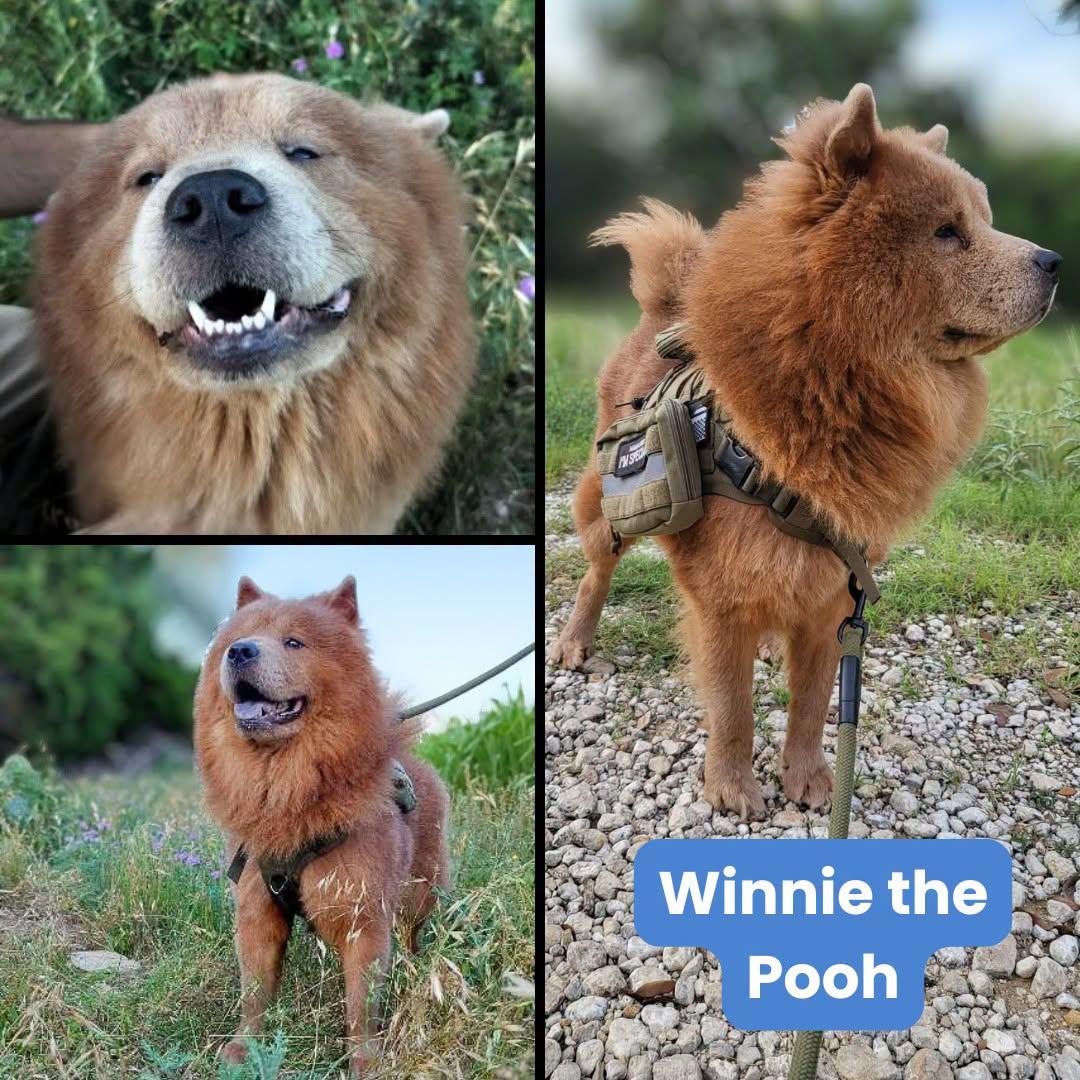 Winnie the Pooh, a Adoptable Chow Chow in Houston, TX image 2/2