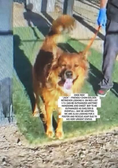 Jack, ADOPTABLE, Adult Male Golden Retriever & Chow Chow.