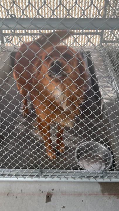 Enlarge Jack, a ADOPTABLE mixed breed in Torrance, CA video 4/4