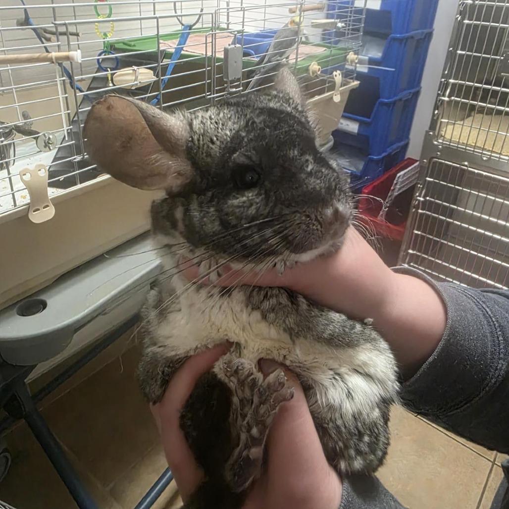 Enlarge Dust Bunny, a Adoptable Chinchilla in Allyn, WA image 1/5