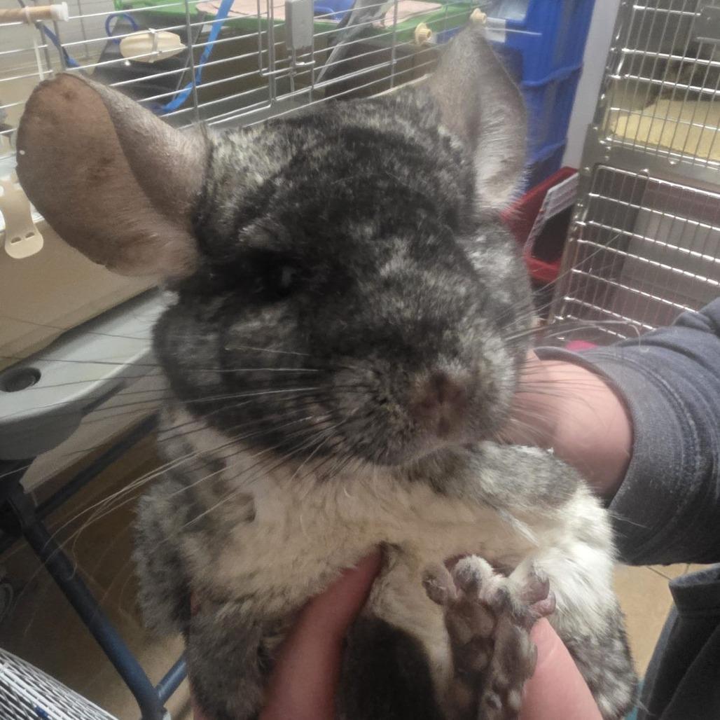 Enlarge Dust Bunny, a Adoptable Chinchilla in Allyn, WA image 3/5