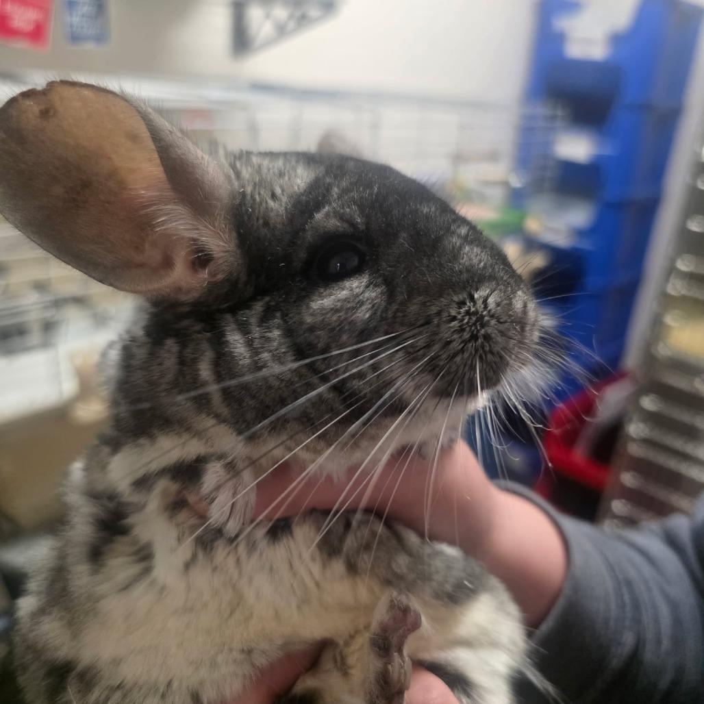 Enlarge Dust Bunny, a Adoptable Chinchilla in Allyn, WA image 4/5