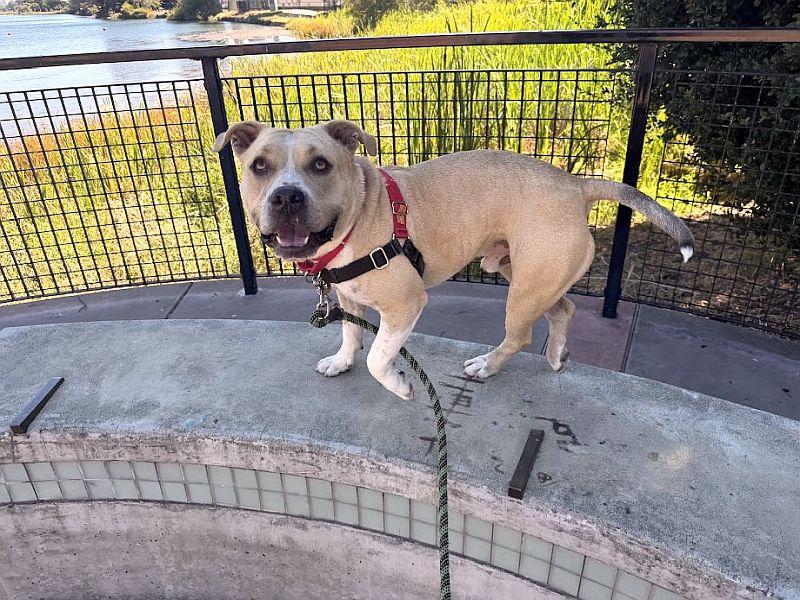 Enlarge Butternut, a ADOPTABLE Pit Bull Terrier in Berkeley, CA image 5/6