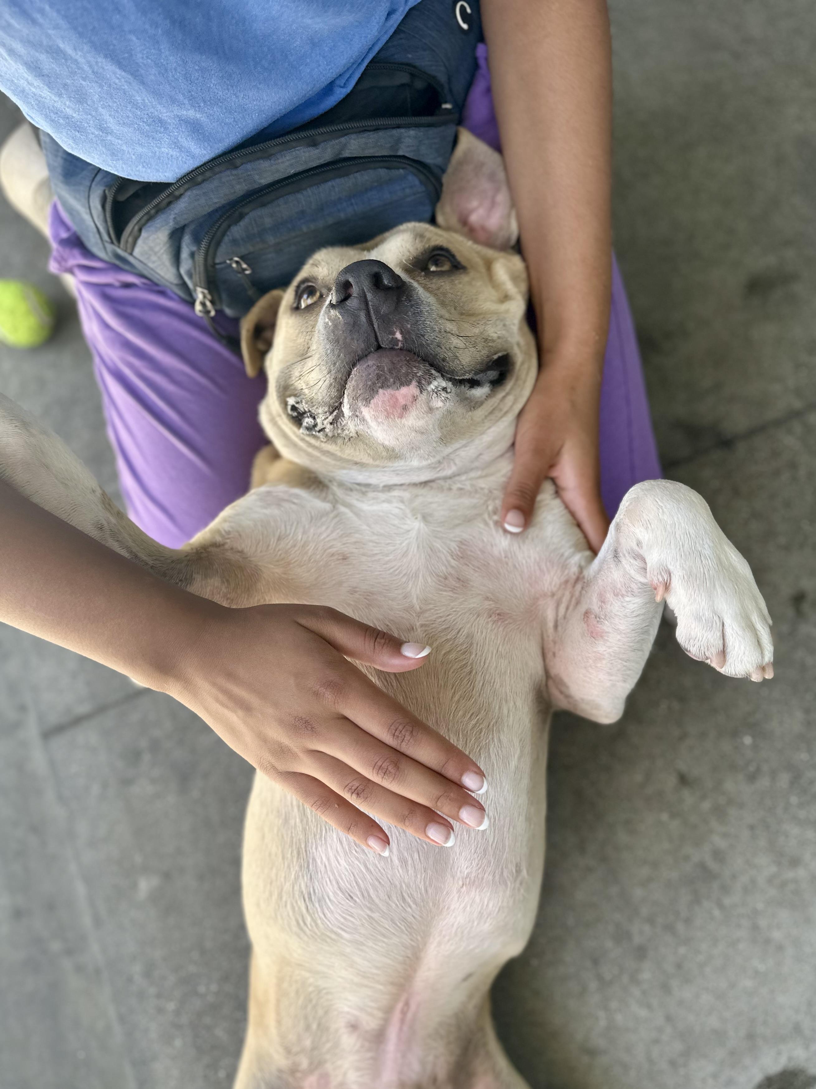 Enlarge Butternut, a ADOPTABLE Pit Bull Terrier in Berkeley, CA image 4/6