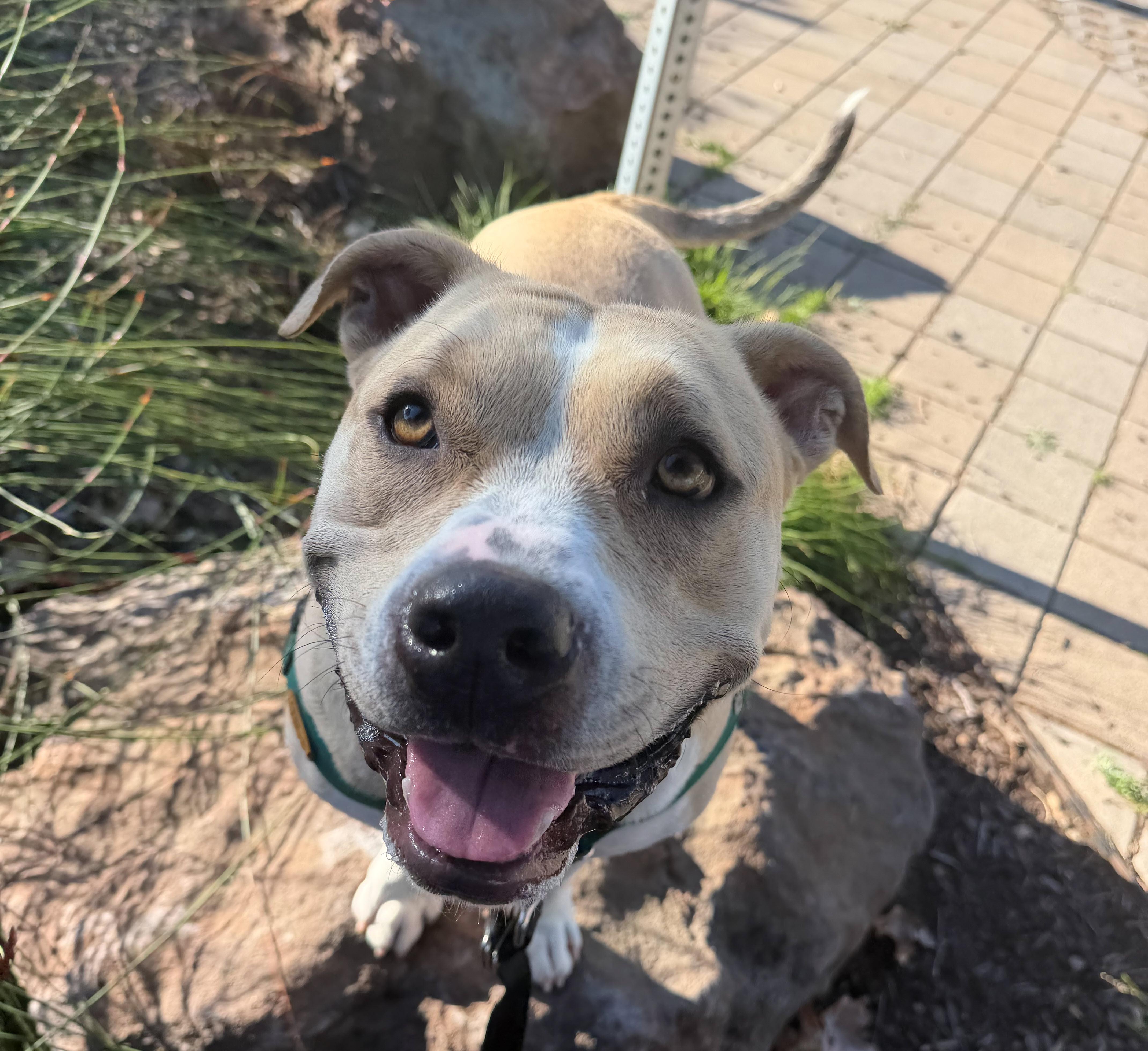 Butternut, Adoptable, Adult Male Pit Bull Terrier.