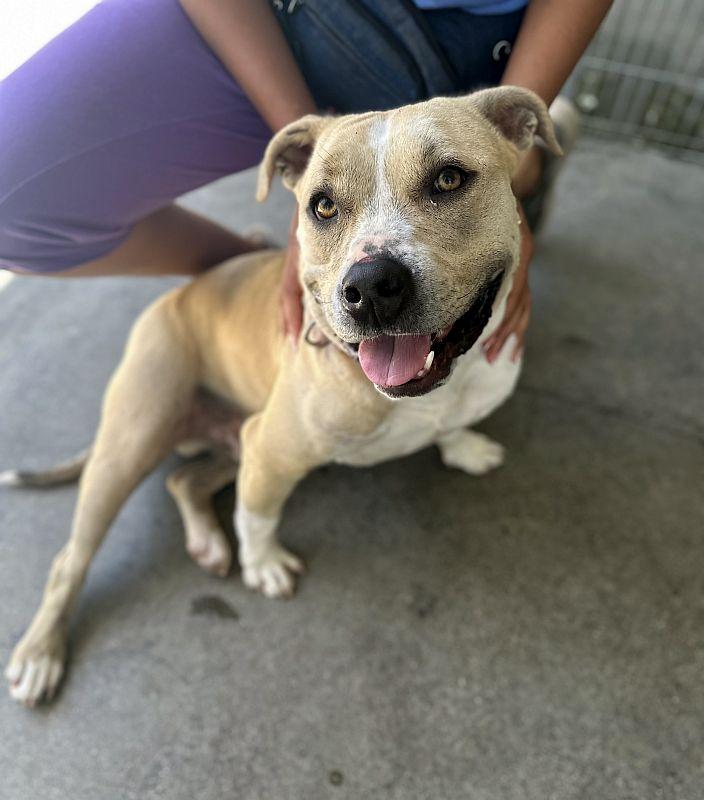 Enlarge Butternut, a ADOPTABLE Pit Bull Terrier in Berkeley, CA image 1/6