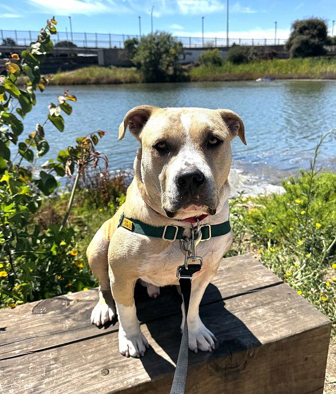 Enlarge Butternut, a ADOPTABLE Pit Bull Terrier in Berkeley, CA image 6/6