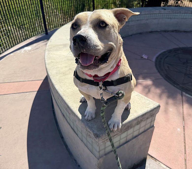 Enlarge Butternut, a ADOPTABLE Pit Bull Terrier in Berkeley, CA image 2/6