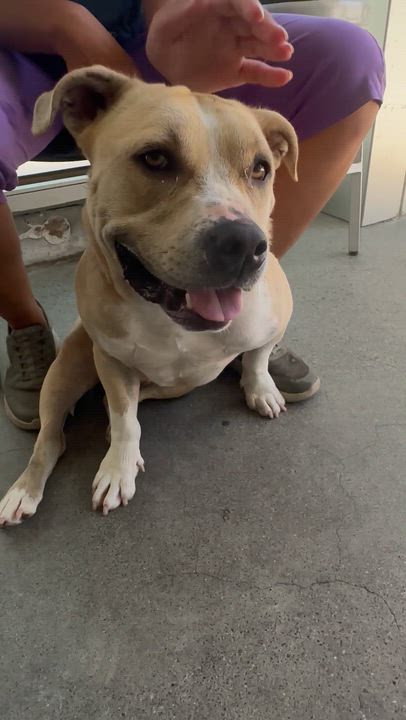 Enlarge Butternut, a ADOPTABLE Pit Bull Terrier in Berkeley, CA video 3/6