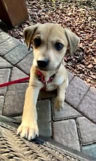 Enlarge Loosey, an adopted Mixed Breed in Orland Park, IL image 3/6