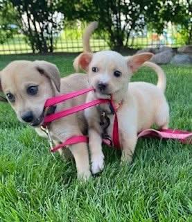 Enlarge Loosey, an adopted Mixed Breed in Orland Park, IL image 6/6