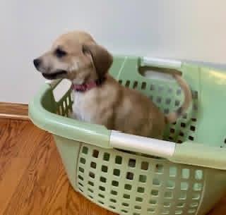Enlarge Loosey, an adopted Mixed Breed in Orland Park, IL image 5/6
