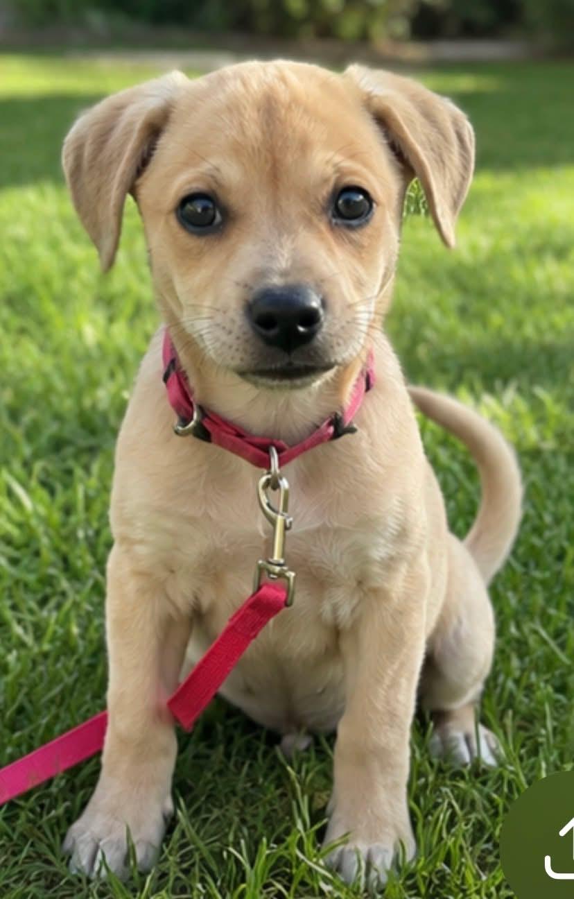 Enlarge Loosey, an adopted Mixed Breed in Orland Park, IL image 2/6
