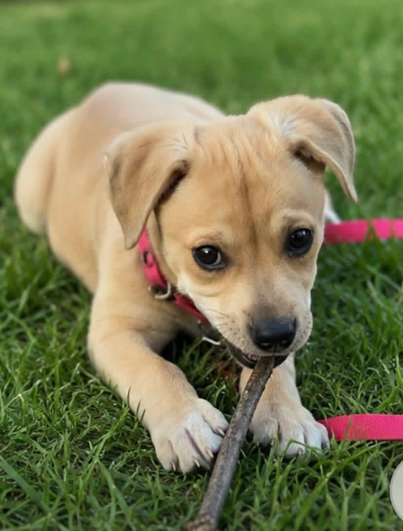 Enlarge Loosey, an adopted Mixed Breed in Orland Park, IL image 4/6