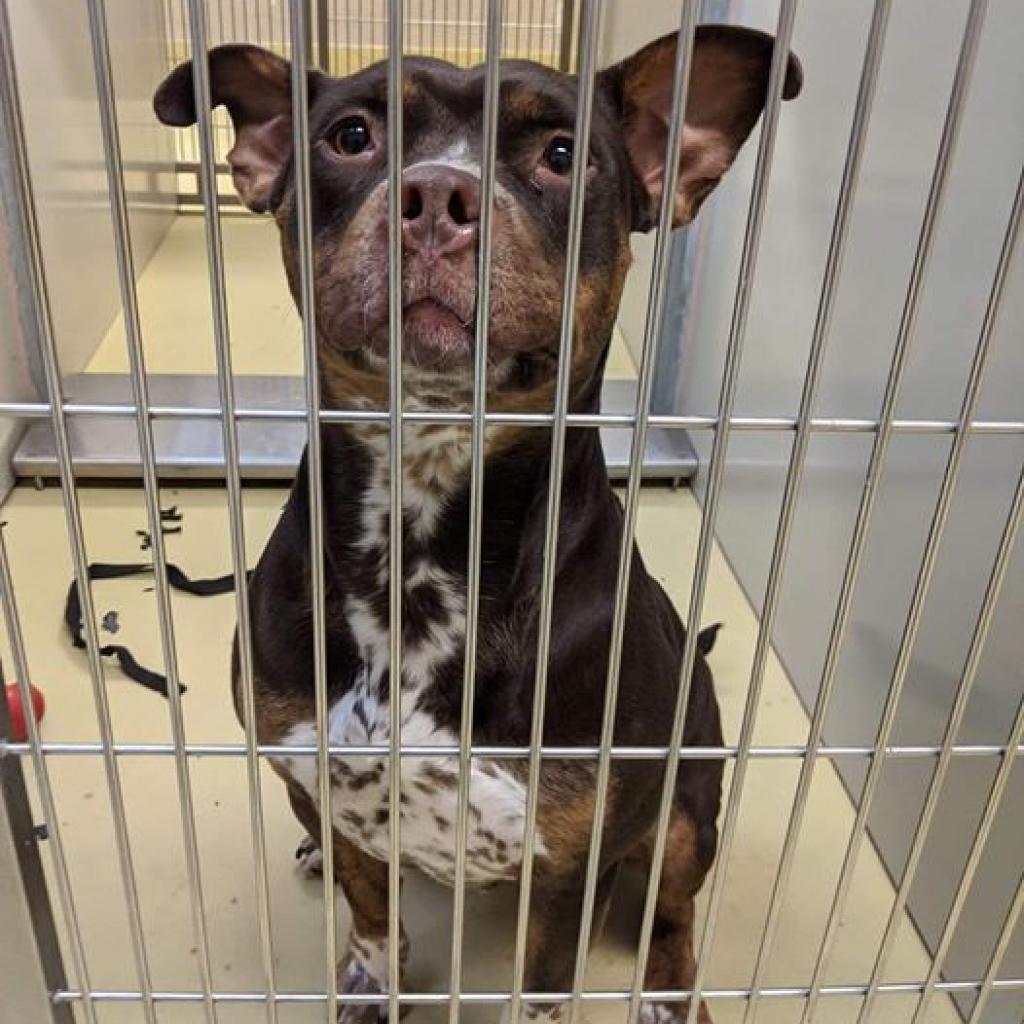 Tallulah — thumbnail 3