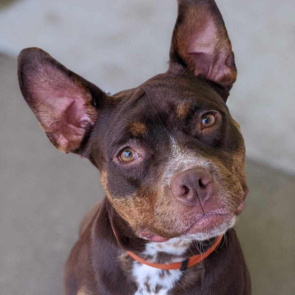 Tallulah — thumbnail 5