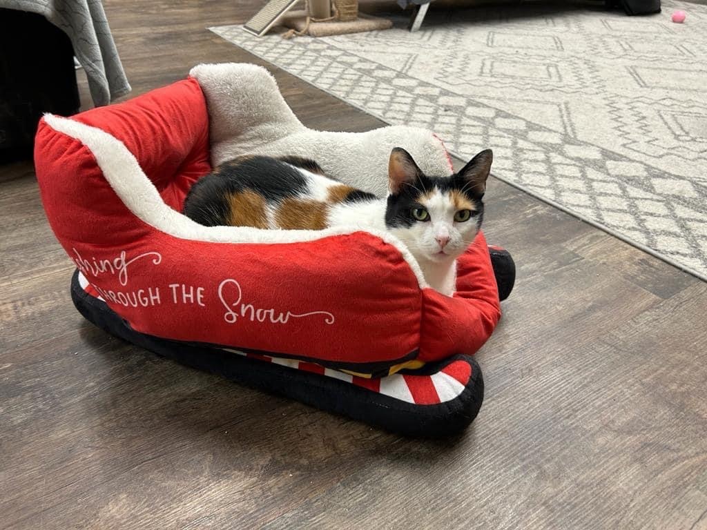 Enlarge Cali, a Adoptable Domestic Short Hair in Philadelphia, PA image 8/12