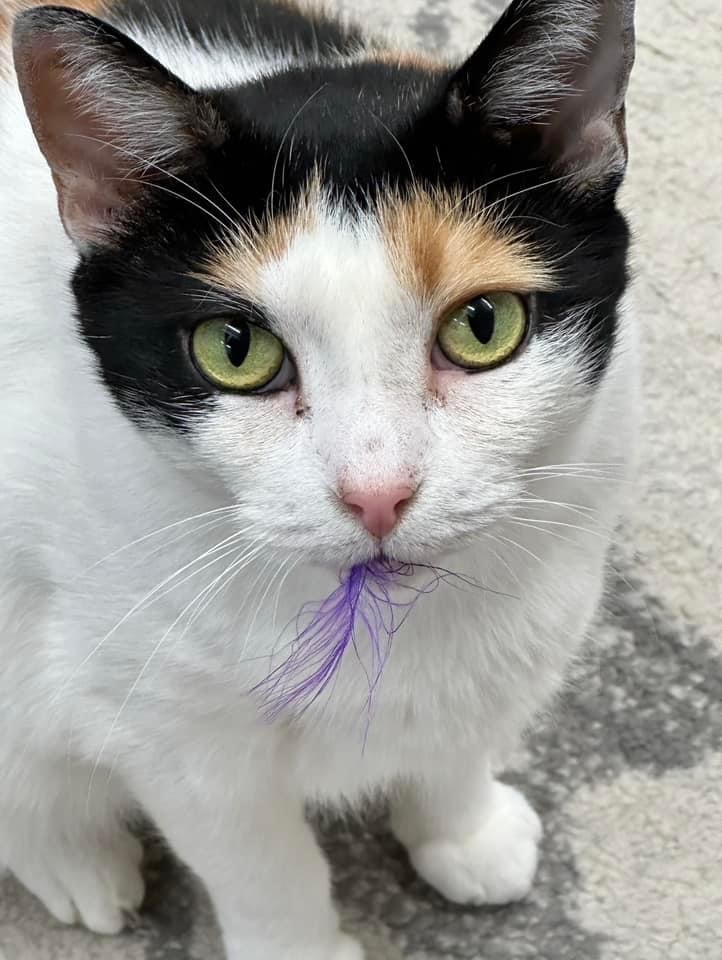 Enlarge Cali, a Adoptable Domestic Short Hair in Philadelphia, PA image 9/12