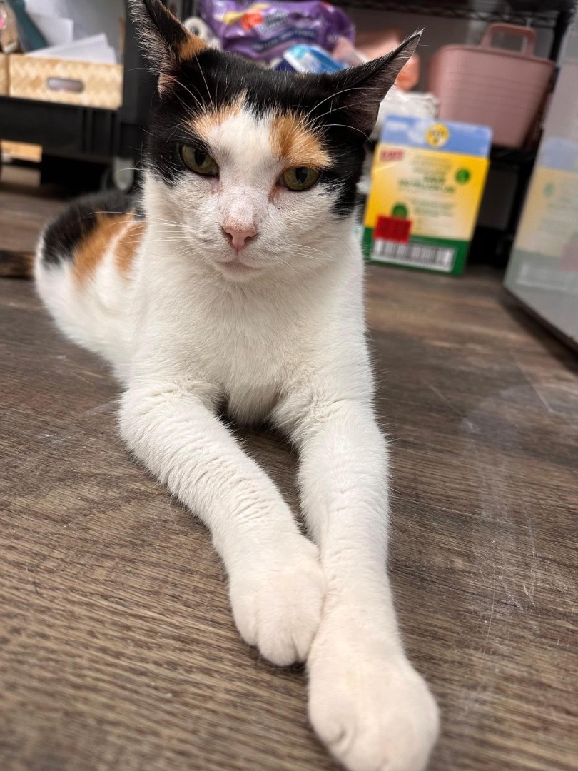 Enlarge Cali, a Adoptable Domestic Short Hair in Philadelphia, PA image 10/12