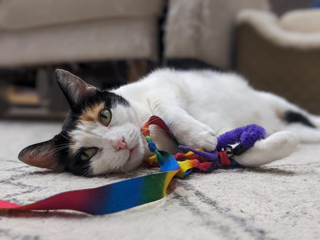 Enlarge Cali, a Adoptable Domestic Short Hair in Philadelphia, PA image 11/12