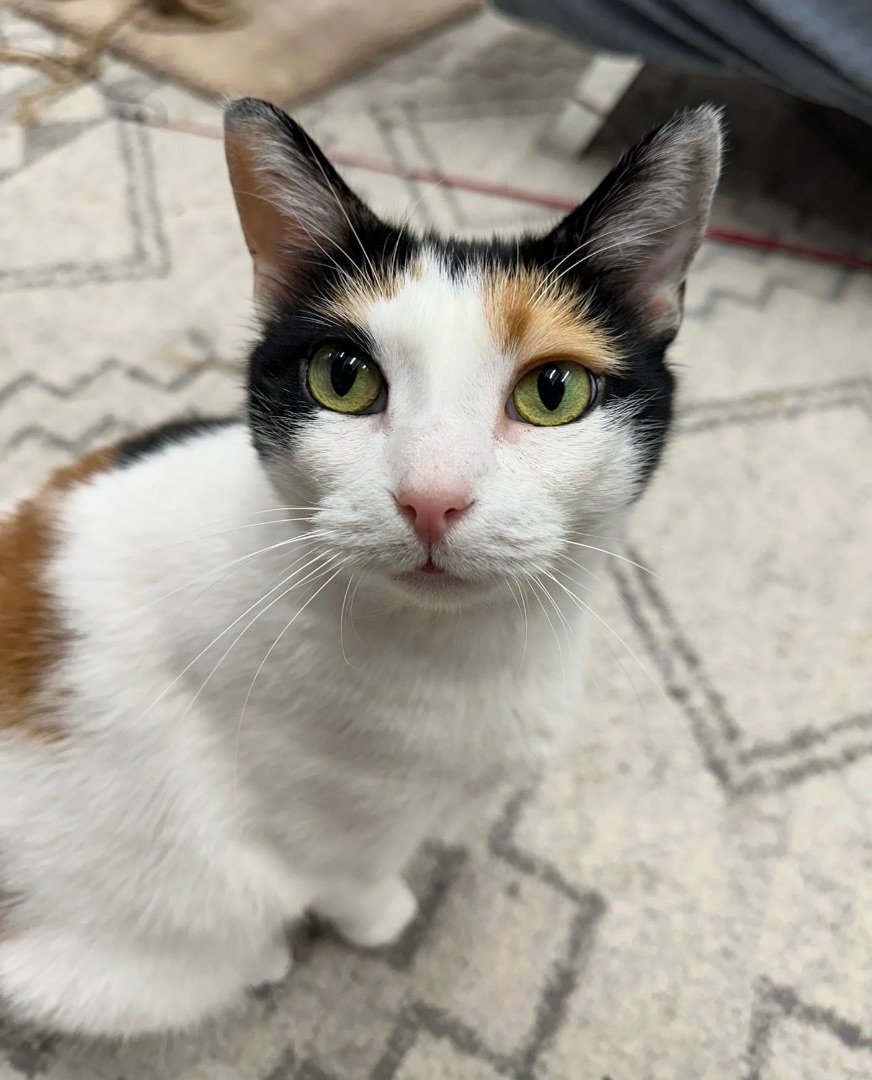 Cali, Adoptable, Adult Female Domestic Short Hair.