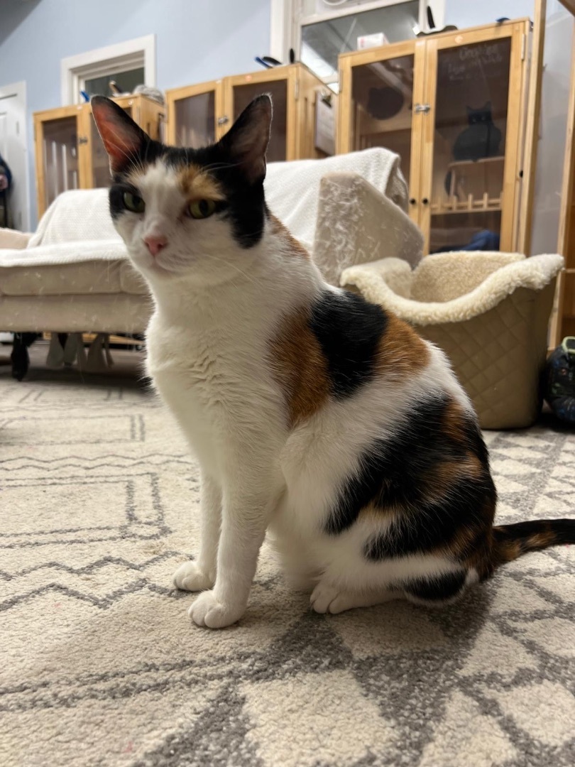 Enlarge Cali, a Adoptable Domestic Short Hair in Philadelphia, PA image 12/12