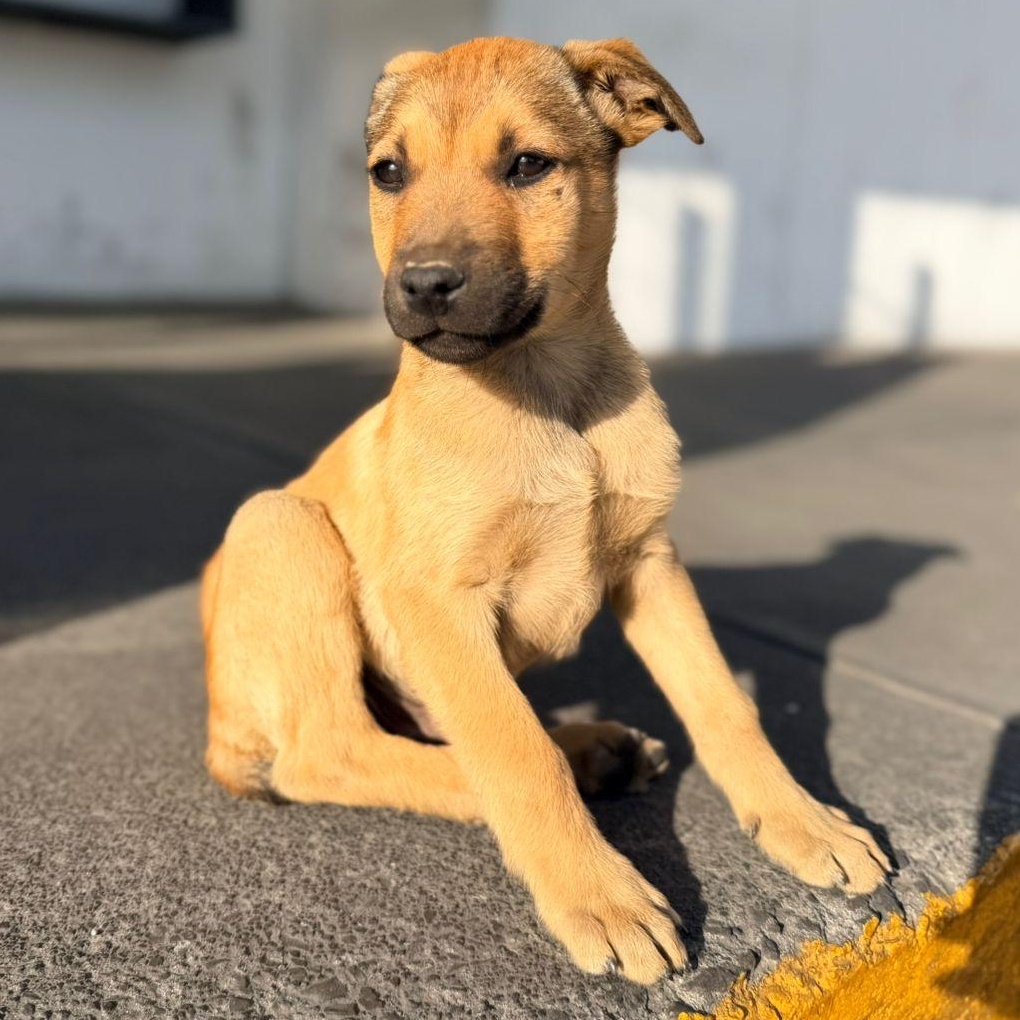 Punch — thumbnail 3