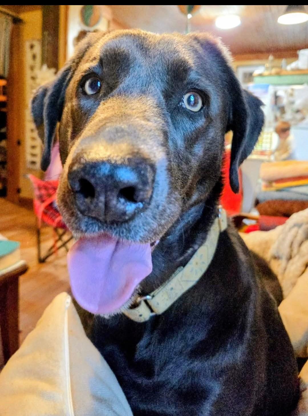 Echo, ADOPTABLE, Adult Female Black Labrador Retriever.