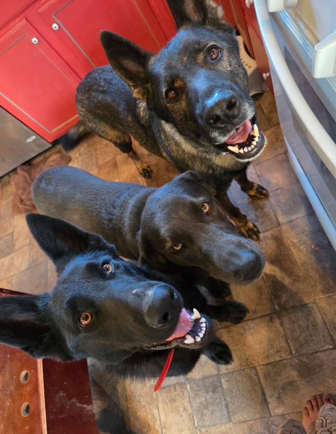 Enlarge Echo, a other Black Labrador Retriever in Cary, NC image 4/4