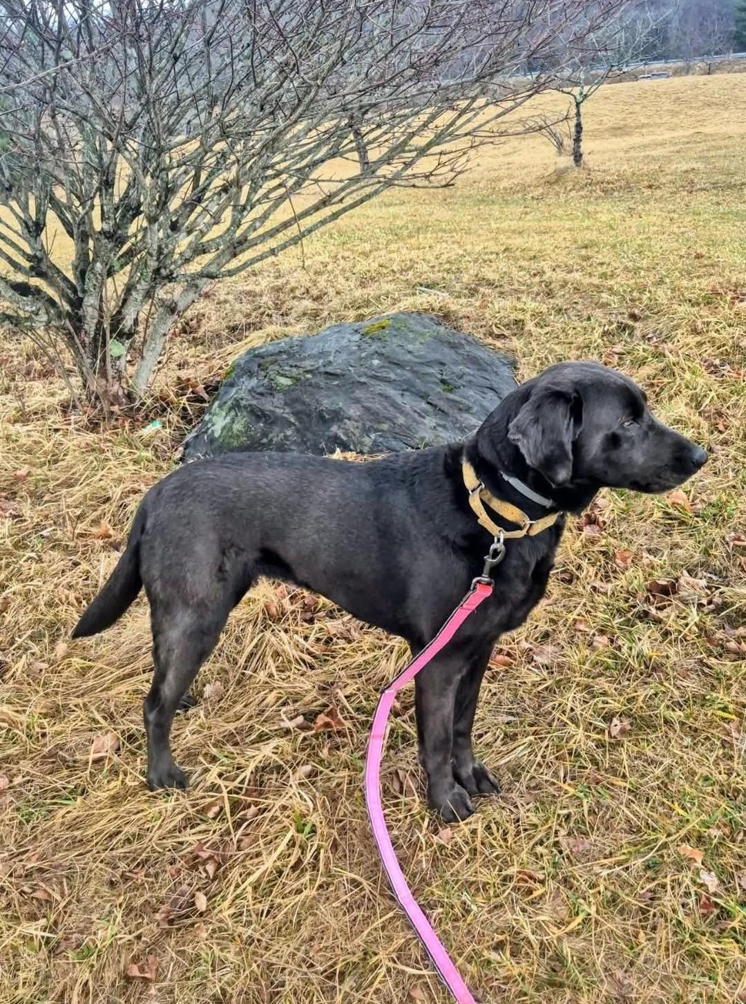 Enlarge Echo, a other Black Labrador Retriever in Cary, NC image 2/4