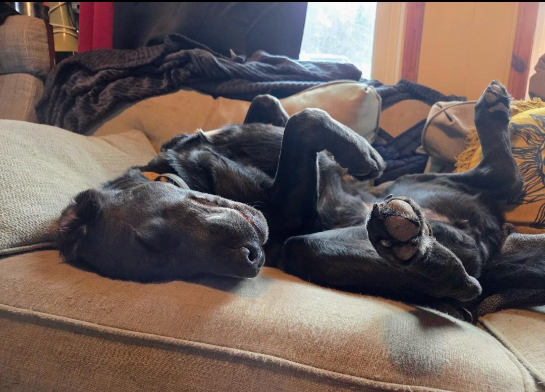 Enlarge Echo, a other Black Labrador Retriever in Cary, NC image 3/4