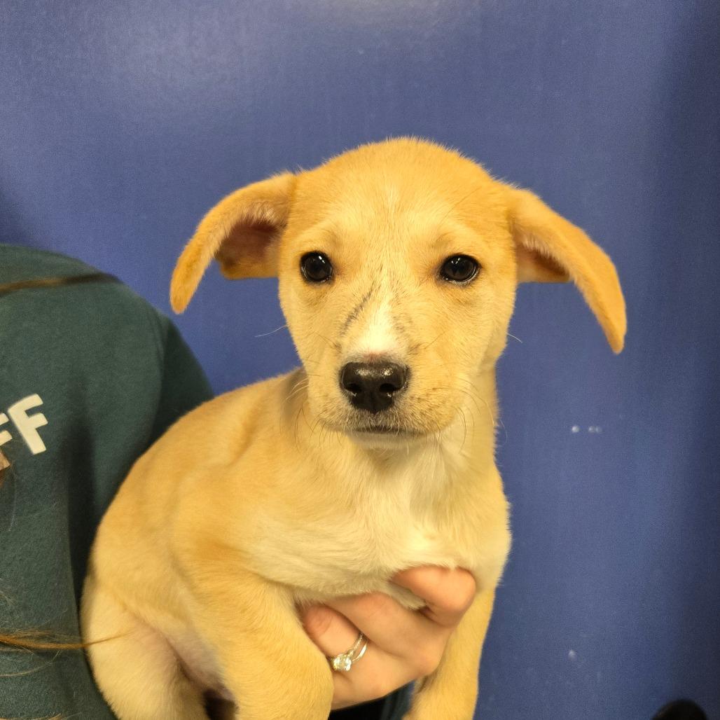 Enlarge CT Orion, a Adoptable mixed breed in Stormville, NY image 1/2