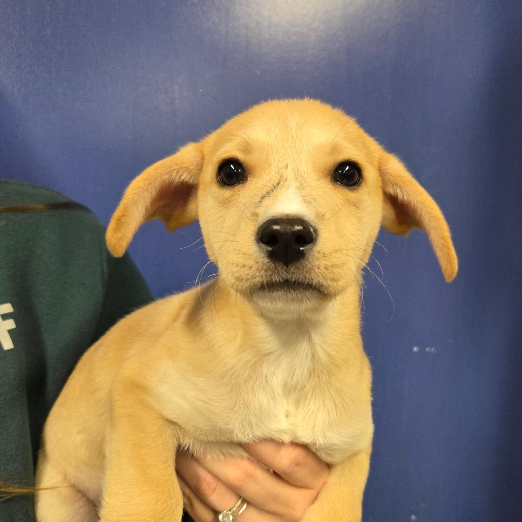 Enlarge CT Orion, a Adoptable mixed breed in Stormville, NY image 2/2