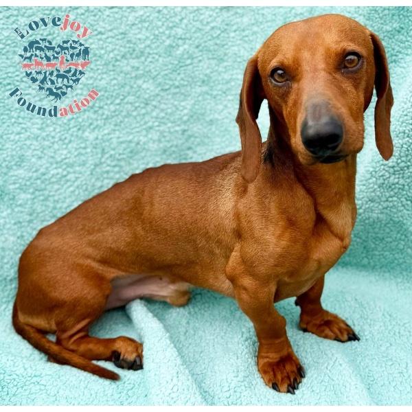 Otto, adopted, Young Male Dachshund.