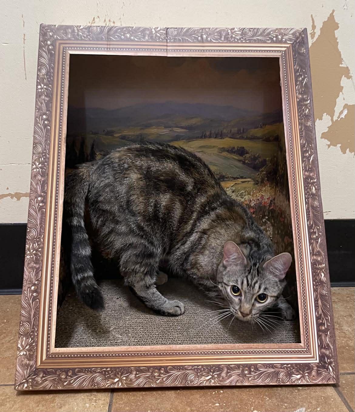 ELSA, a Adoptable mixed breed in Murrieta, CA image 4/6