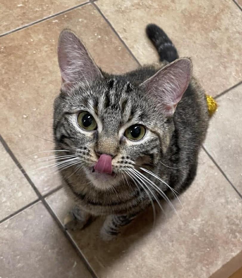 ELSA, a Adoptable mixed breed in Murrieta, CA image 2/6