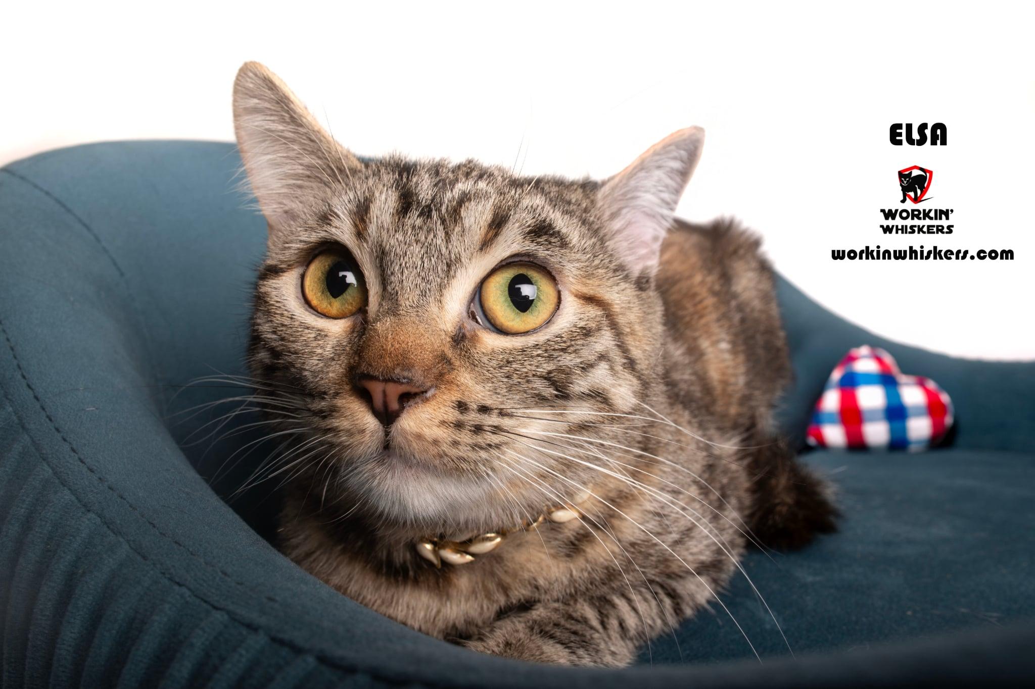 Enlarge ELSA, a Adoptable mixed breed in HEMET, CA image 1/1