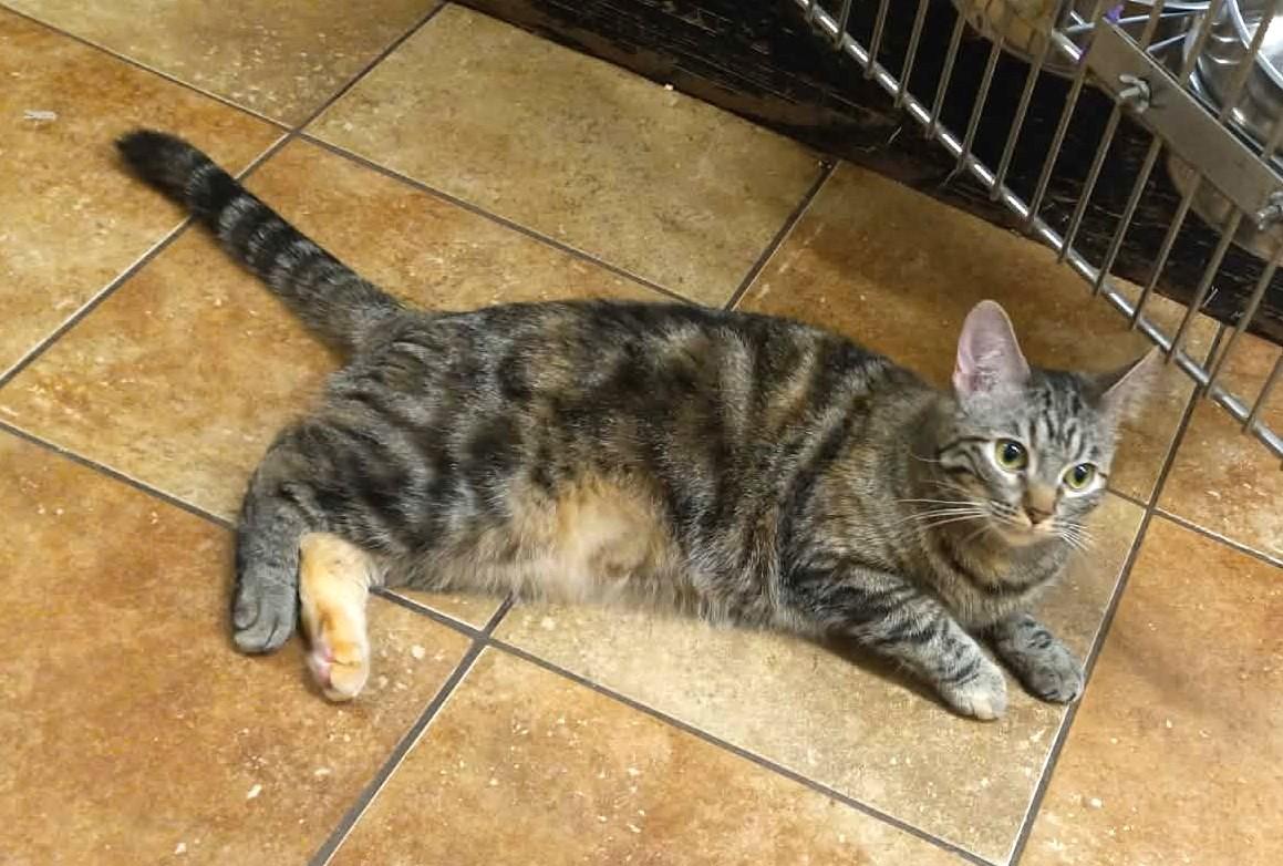 ELSA, a Adoptable mixed breed in Murrieta, CA image 3/6