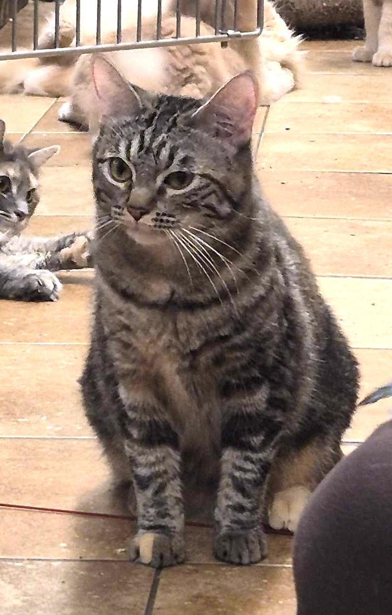 ELSA, a Adoptable mixed breed in Murrieta, CA image 5/6