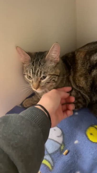 Enlarge ELSA, a Adoptable mixed breed in Murrieta, CA video 6/6